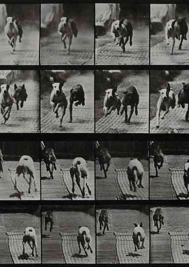 Two dogs racing Poster