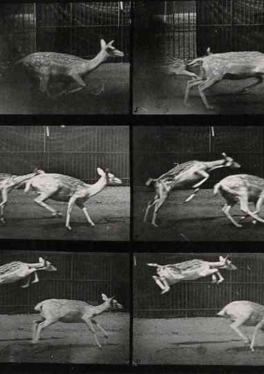 Two deer jumping Poster