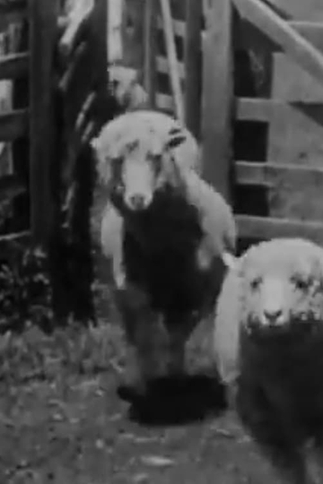 Sheep Coming Through Chute, Humuula Ranch, Hawaii