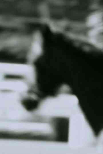 Untitled (Horse) Poster