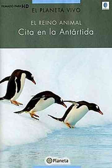 Rush Hour in Antarctica Poster