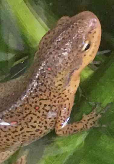 4 Fingers, 5 Toes Poster