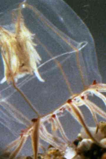 A Small Hydromedusa: Polyorchis Haplus Poster