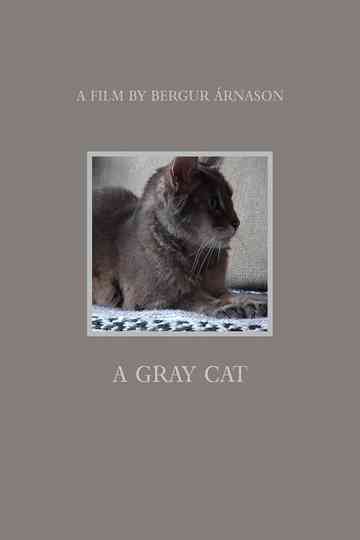 A gray cat Poster