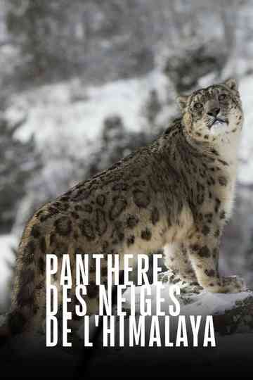 Panthère des neiges de l'Himalaya poster