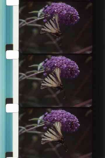 Bouquets 31-40 Poster