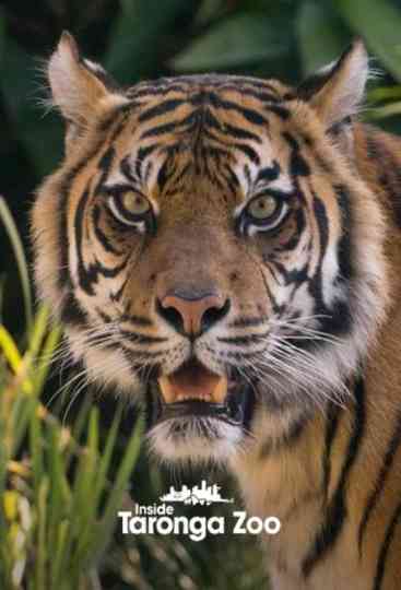 Inside Taronga Zoo Poster