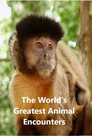 World's Greatest Animal Encounters Poster