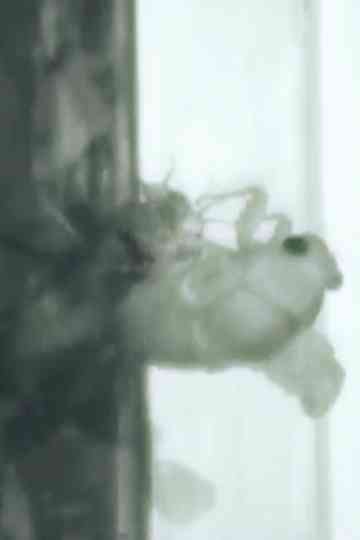 Un Ange Passe Poster