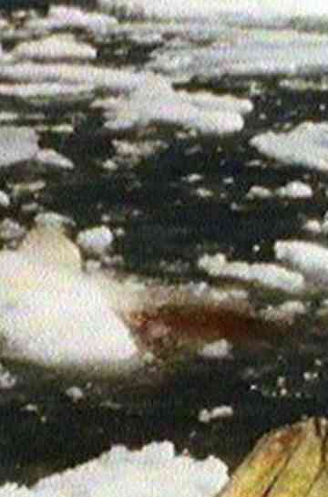 Whale Hunting (Qilaluganiatut) Poster