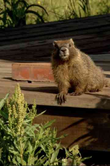 The Study Of Groundhogs: A Real Life Look At Marmots Poster