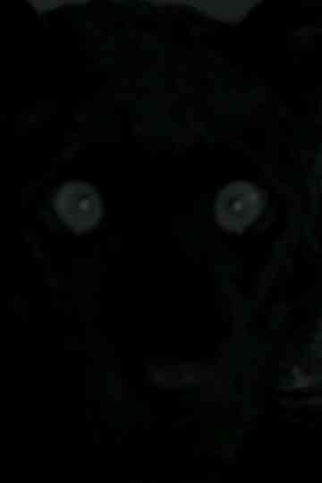 You I Tourneur Poster