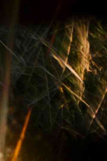 Tired snail eyes look around on a jog home Poster