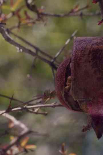 The House with the Pomegranates Poster