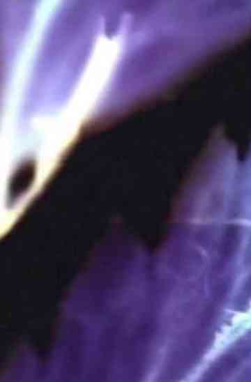 finger petals Poster