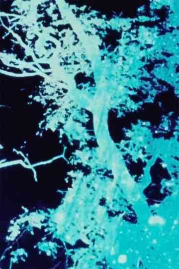 Sunprints 1, 2, 3 Poster