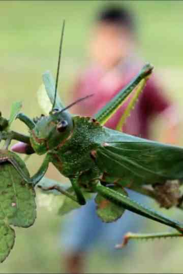 Children’s Game #9: Saltamontes Poster