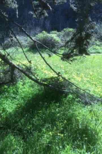 Caracole (for Mac) Poster