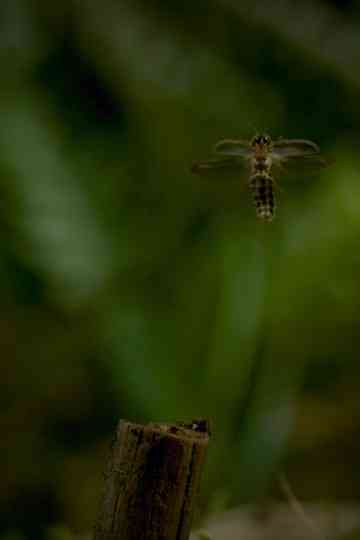 Strangers in the Dark Poster