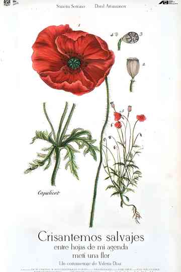 Wild Chrysanthemums Between the Pages of My Journal I Put a Flower Poster