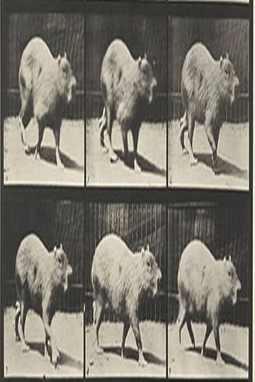 Capybara Walking