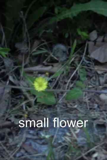 Small Flower Poster