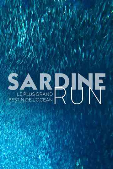 Sardine Run, le plus grand festin de l'océan Poster