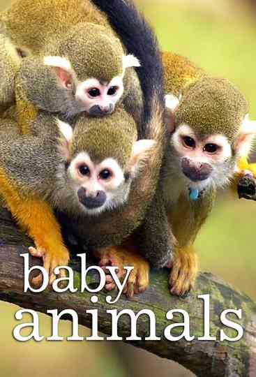 Baby Animals Poster