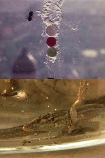 Fuegos Artificiales Foco Proyector apto. Con Burbana avispa bombilla filamento Poti Poster