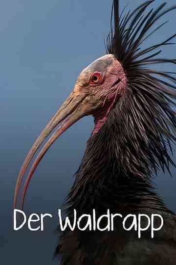 Der Waldrapp: Zugvogel im Aufwind poster