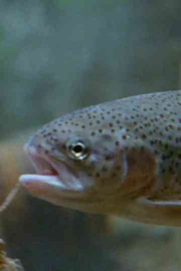 Water, Water, Everywhere ... Poster