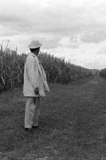 A Gavillero in the Sierra Poster