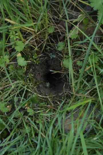 Le Serpent ou le Sommeil Profond Poster