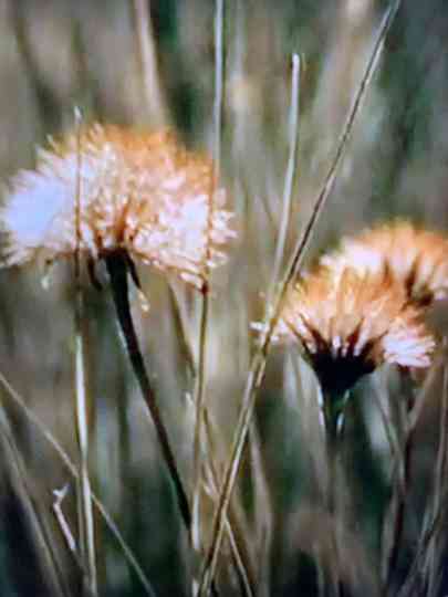 After the Rain Poster