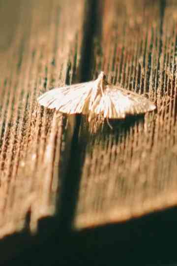 Gramsci’s Notebooks Poster