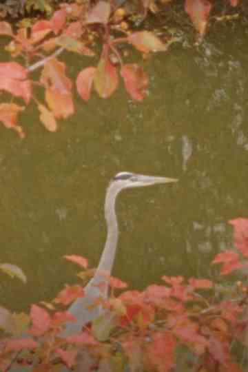 Twin Peaks Type Beat Poster