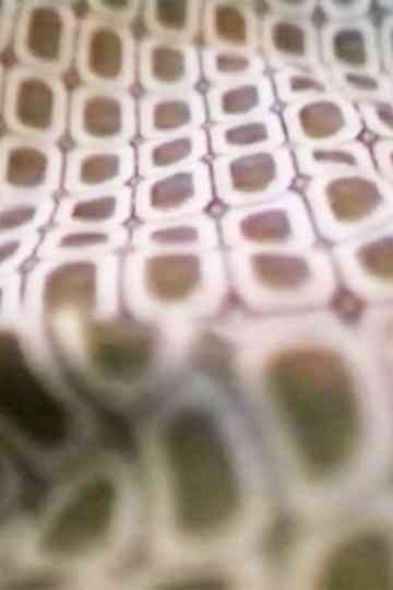 Me Thing - You Dog Poster