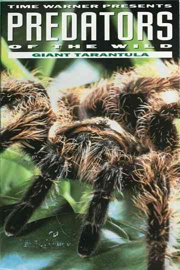 Predators of the Wild: Giant Tarantula Poster
