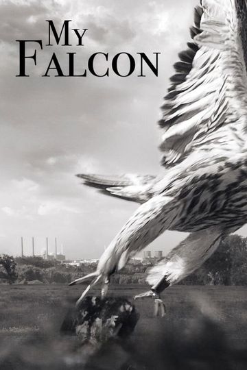 My Falcon