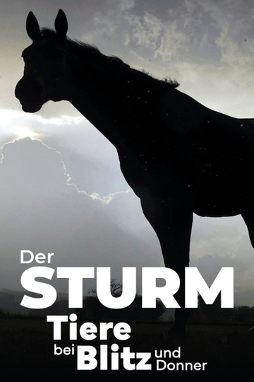 Der Sturm - Tiere bei Blitz und Donner