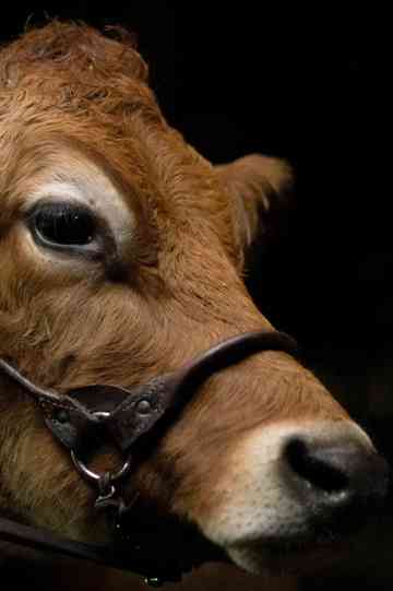 A Feeling of Home The Making of First Cow