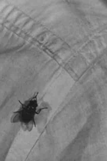 A Town Without Flies Poster