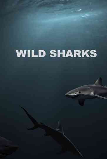 Wild Sharks Poster