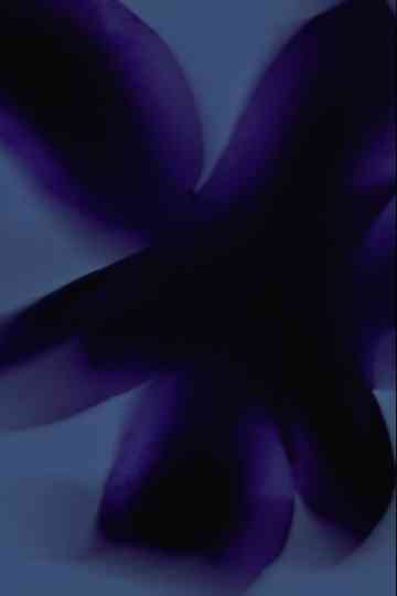 Flowers 3 Kissed by the Sun Poster