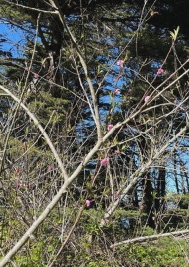 Caracole (for Cecilia)