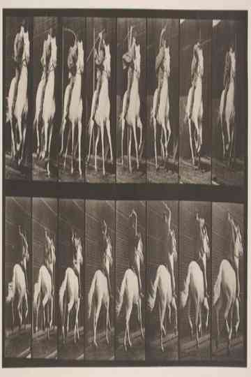 Gallop; Saddle; Thoroughbred Bay Horse Bouquet poster