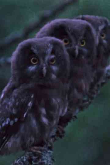 The Sounds of the Northern Forests Poster