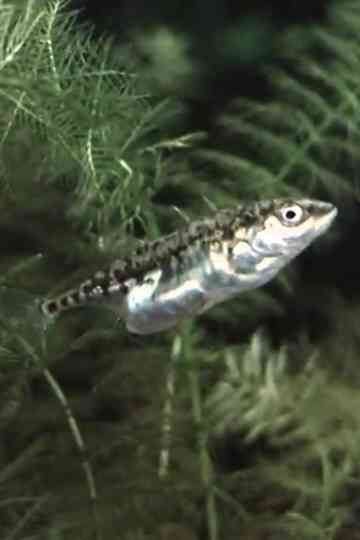 Gasterosteus aculeatus (Gasterosteidae) - Balz und Ablaichen Poster