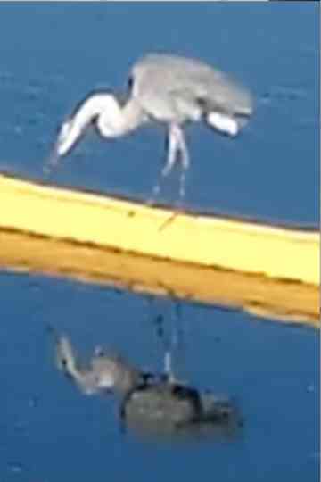 The Last Broadcast Poster