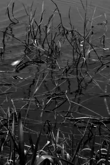 The Middle Way Poster